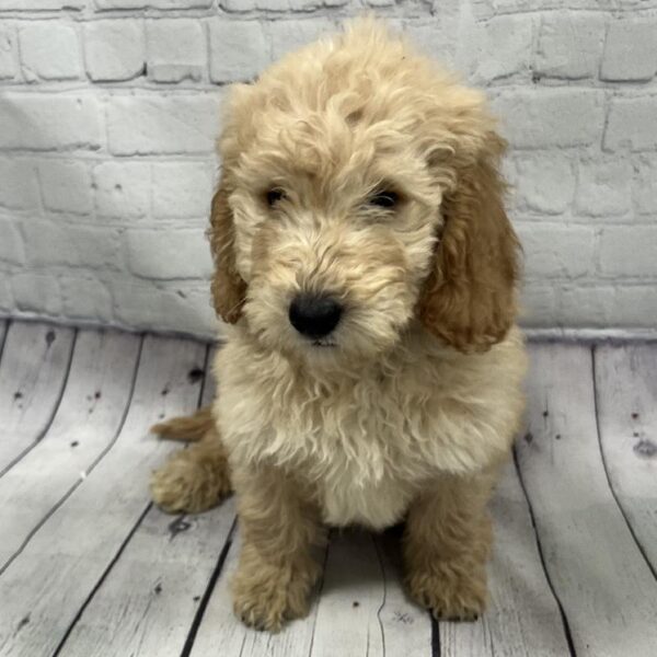 Mini Goldendoodle-DOG-Male-Golden-92-Petland Woodlands, TX