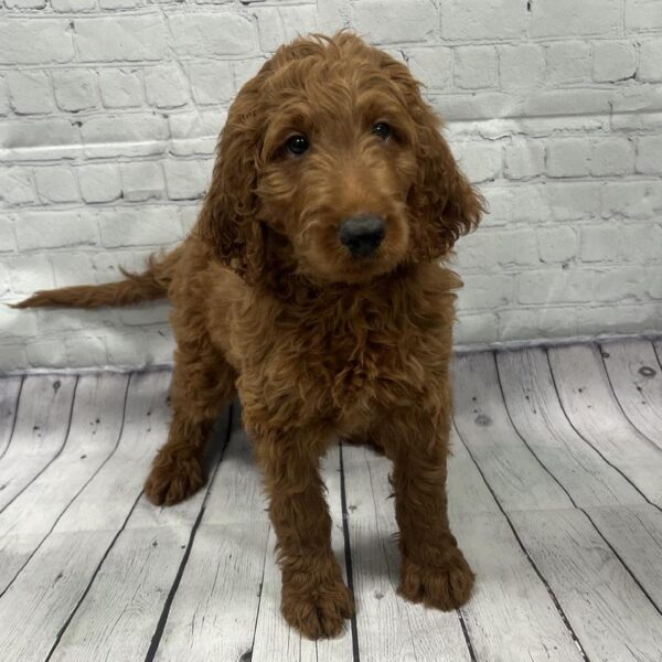 Goldendoodle-DOG-Male-RED-81-Petland Woodlands, TX