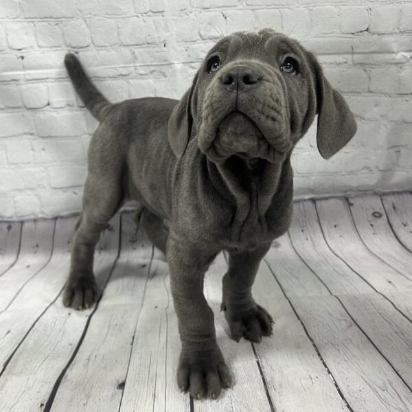 Neapolitan Mastiff DOG Female Blue 99 Petland Woodlands, TX