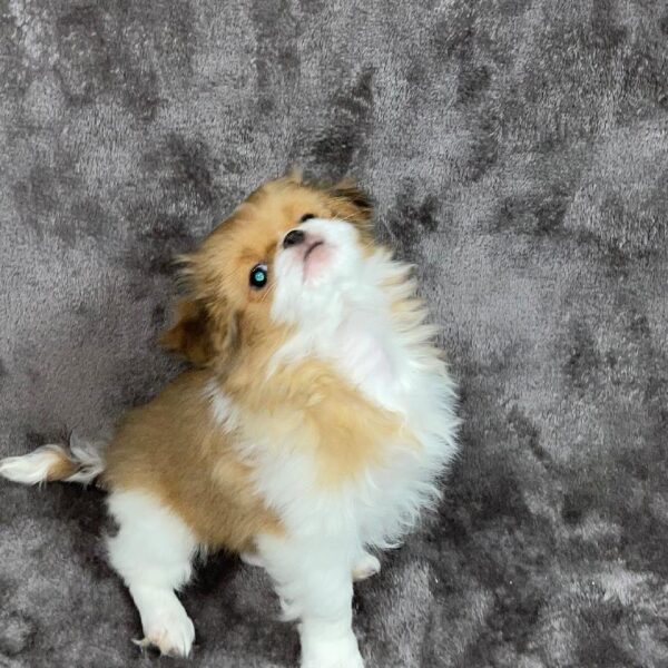 Japanese Chin-DOG-Male-sable/white-825-Petland Woodlands, TX