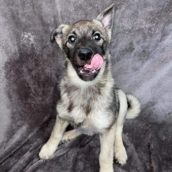 Norwegian Elkhound-DOG-Female-blk & slvr-683-Petland Woodlands, TX