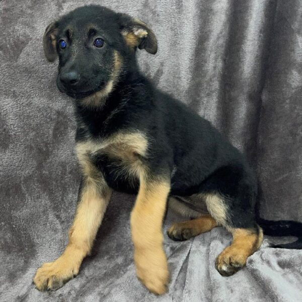 German Shepherd-DOG-Male-blk and tn-811-Petland Woodlands, TX