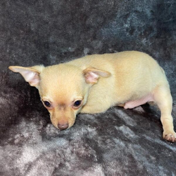 Chihuahua-DOG-Male-fn, wh mkgs-696-Petland Woodlands, TX