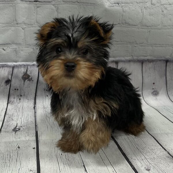 Yorkie-DOG-Male-Black & Tan-91-Petland Woodlands, TX