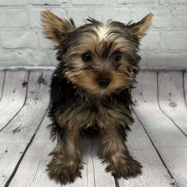 Silky Terrier-DOG-Male-Black & Tan-98-Petland Woodlands, TX