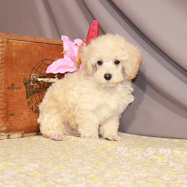 Poodle-DOG-Male-Cream-944-Petland Woodlands, TX