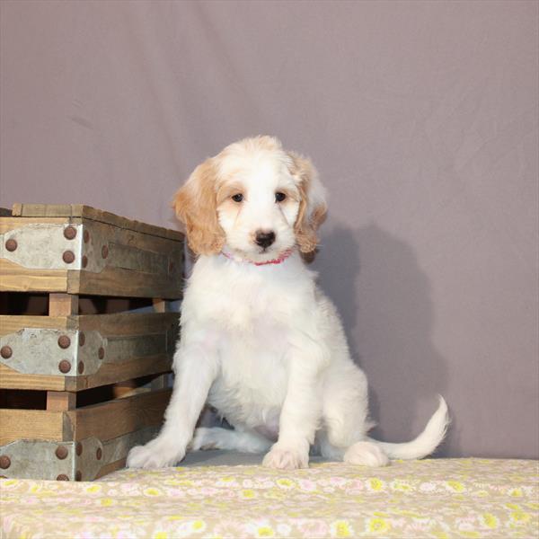 Goldendoodle Mini 2nd Gen-DOG-Female-White / Red-945-Petland Woodlands, TX