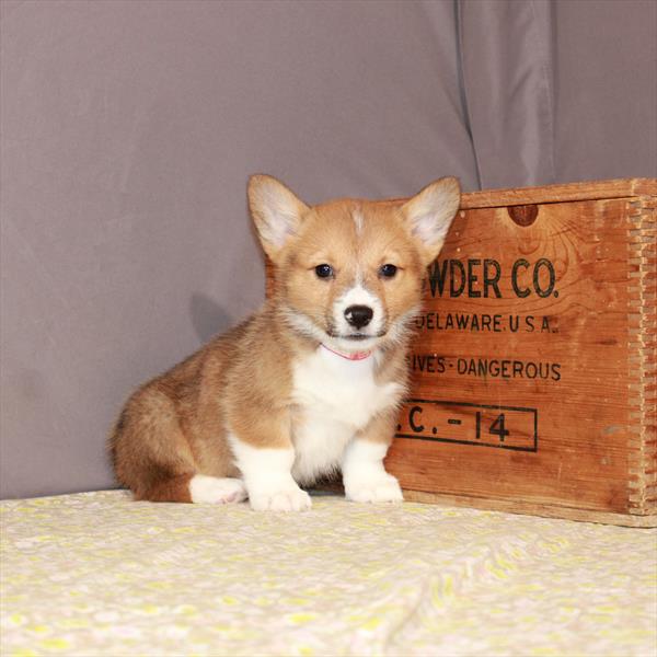 Pembroke Welsh Corgi-DOG-Male-Red / White-946-Petland Woodlands, TX