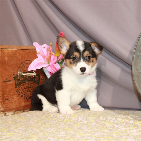 Pembroke Welsh Corgi-DOG-Female-Black / Tan-947-Petland Woodlands, TX