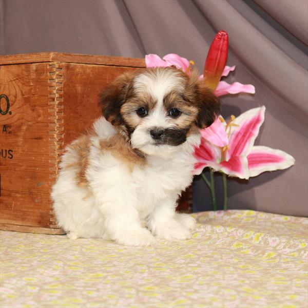 Zuchon-DOG-Male-White / Gold-948-Petland Woodlands, TX