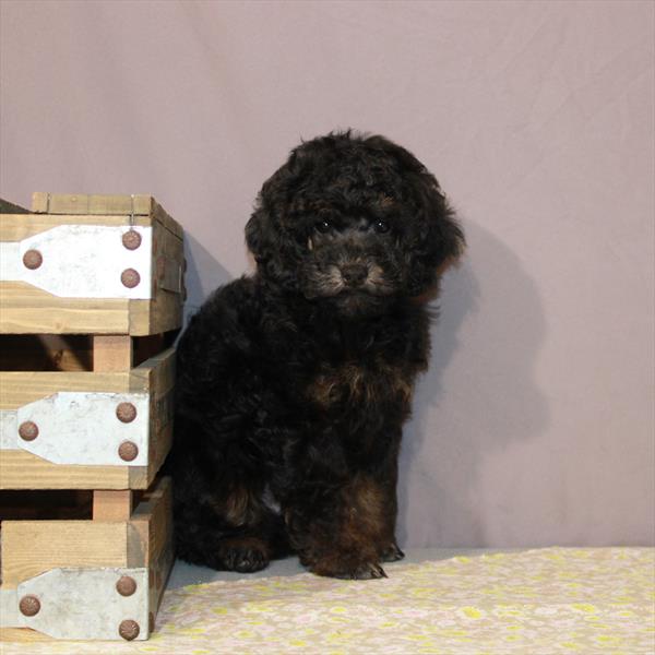 Poodle-DOG-Male-Black / Tan-949-Petland Woodlands, TX