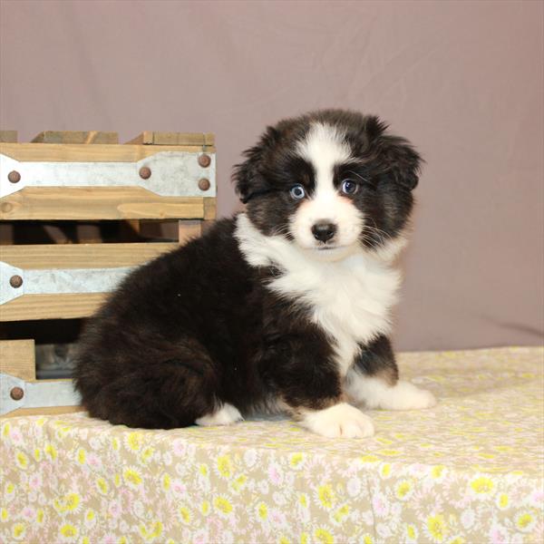 Australian Shepherd-DOG-Male-Black / Tan-950-Petland Woodlands, TX