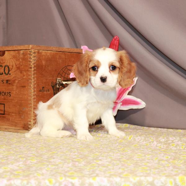 Cavalier King Charles Spaniel-DOG-Male-Blenheim / White-951-Petland Woodlands, TX