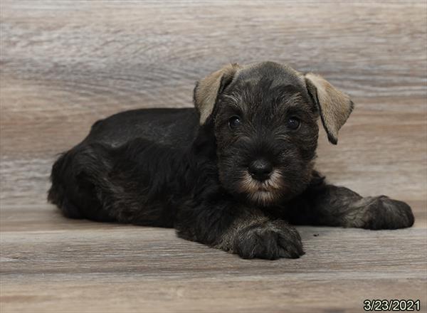 Mini Schnauzer-DOG-Male-Salt / Pepper-953-Petland Woodlands, TX
