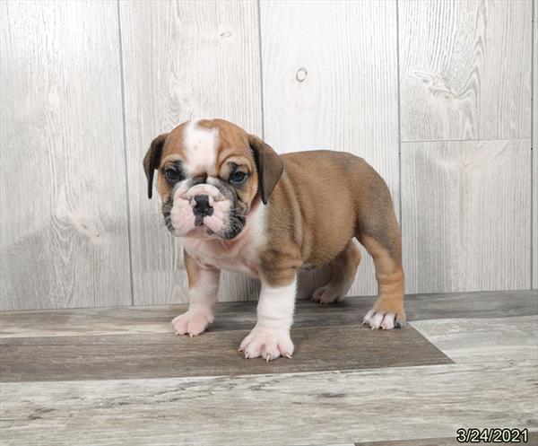 Bulldog-DOG-Male-Red-955-Petland Woodlands, TX