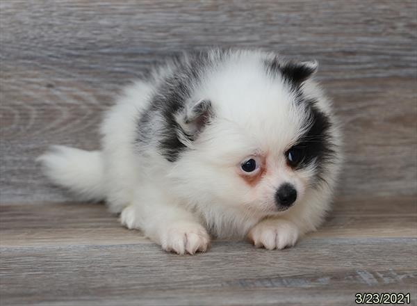 Pomeranian-DOG-Female-Black-956-Petland Woodlands, TX