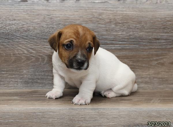 Jack Russell Terrier-DOG-Male-Brown / White-957-Petland Woodlands, TX