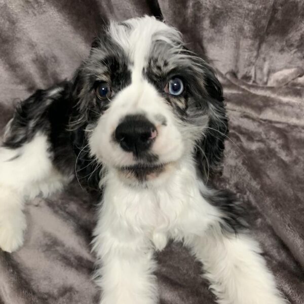 Cocker Spaniel-DOG-Female-bl rn, prti-681-Petland Woodlands, TX