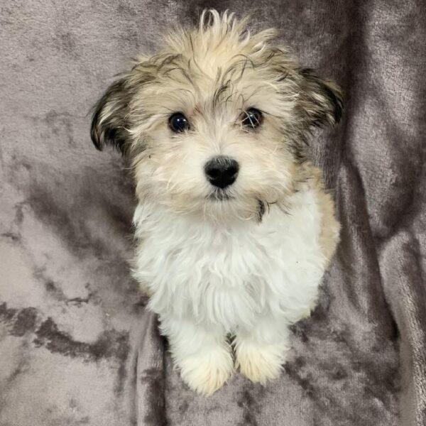Havanese-DOG-Male-brdl-813-Petland Woodlands, TX
