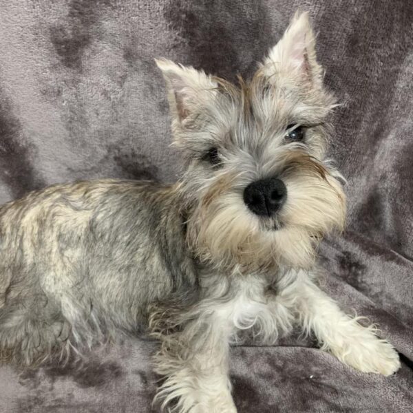 Mini Schnauzer-DOG-Female-slt & ppr-679-Petland Woodlands, TX