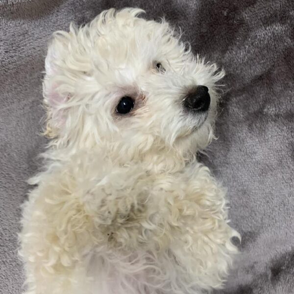 Poodle-DOG-Female-apct-705-Petland Woodlands, TX