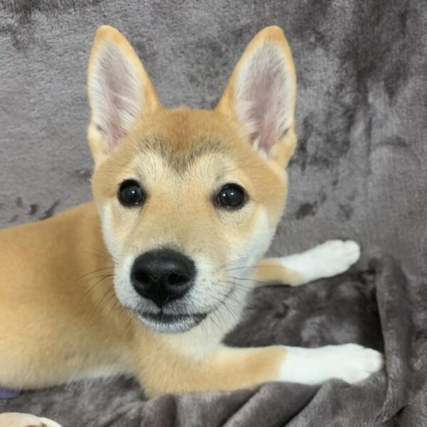 Shiba Inu-DOG-Female-re sesme-675-Petland Woodlands, TX