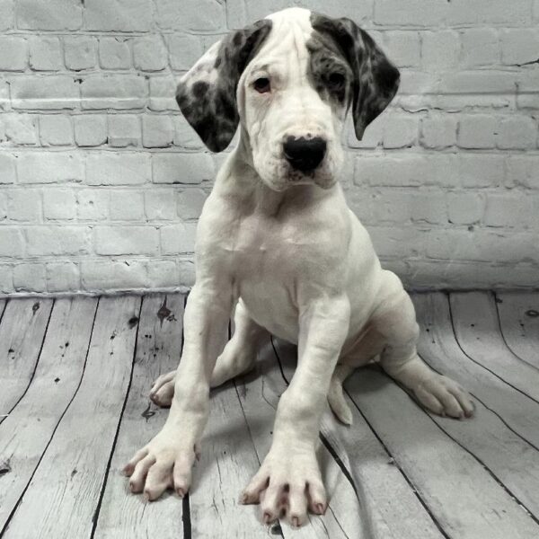 Great Dane-DOG-Female-Blue & White Piebald-89-Petland Woodlands, TX