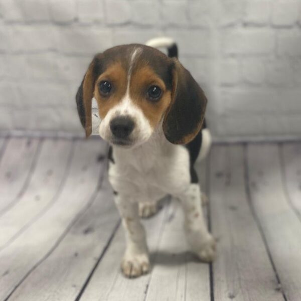 Beagle-DOG-Male-Tricolor-102-Petland Woodlands, TX
