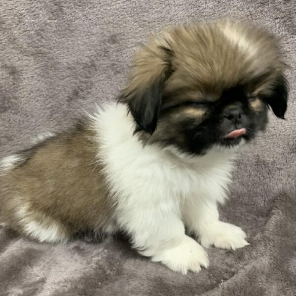 Pekingese-DOG-Male-Sable / White-954-Petland Woodlands, TX