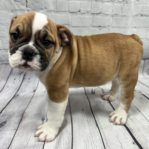 Bulldog-DOG-Male-Red & White-87-Petland Woodlands, TX