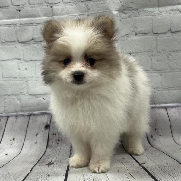 Pomeranian-DOG-Male-Black & White-105-Petland Woodlands, TX