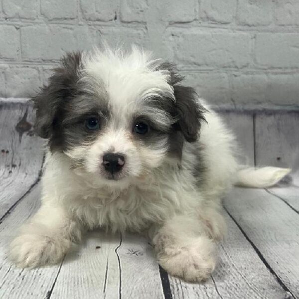 Pom-A-Poo-DOG-Male-Black & White-104-Petland Woodlands, TX