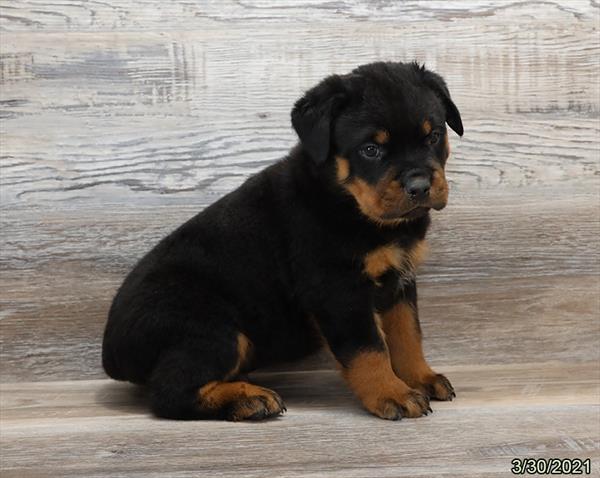 Rottweiler-DOG-Male-Black / Tan-970-Petland Woodlands, TX