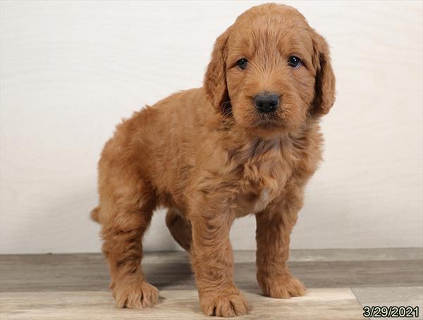 Goldendoodle-DOG-Male-Golden-971-Petland Woodlands, TX