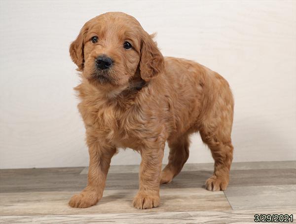 Goldendoodle-DOG-Female-Golden-972-Petland Woodlands, TX