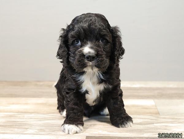 Cocker Spaniel-DOG-Male-Black-975-Petland Woodlands, TX
