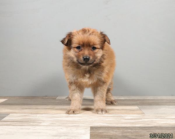 Pomeranian-DOG-Male-Sable-976-Petland Woodlands, TX