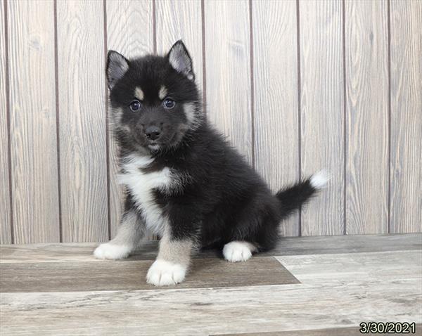 Pomsky 2nd Gen-DOG-Male-Black / Tan-977-Petland Woodlands, TX