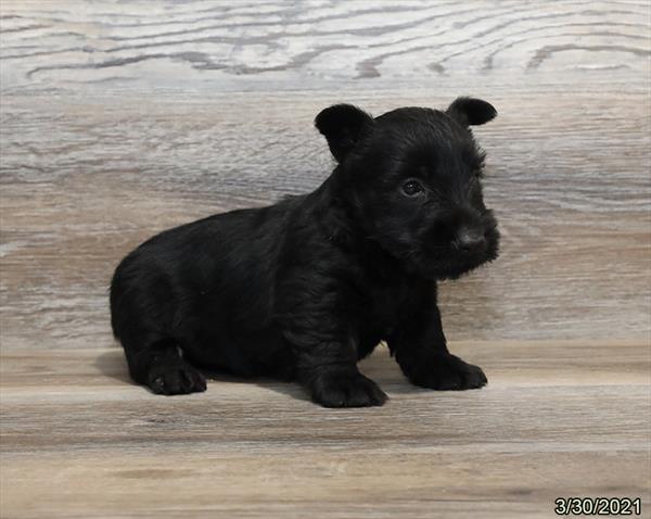 Scottish Terrier-DOG-Female-Black-978-Petland Woodlands, TX