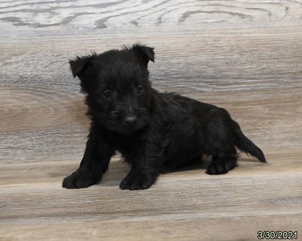 Scottish Terrier-DOG-Male-Black-979-Petland Woodlands, TX