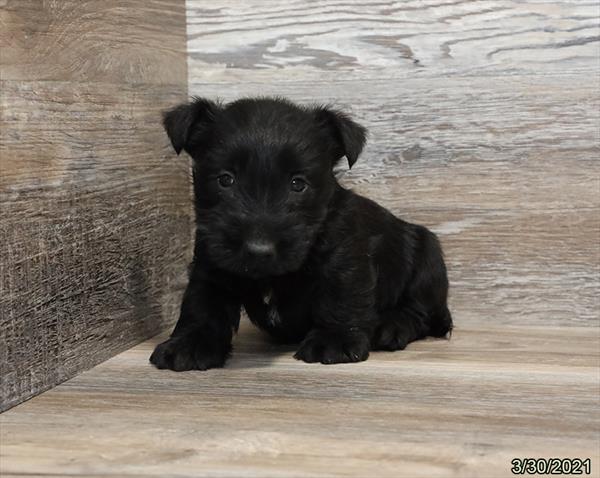 Scottish Terrier-DOG-Male-Black-980-Petland Woodlands, TX