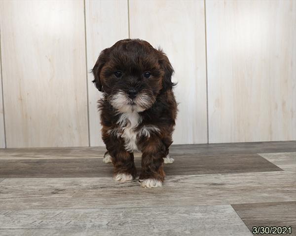 Lhasa-Poo-DOG-Female-Brown-981-Petland Woodlands, TX