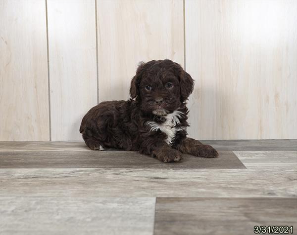 Cockapoo-DOG-Female-Chocolate-982-Petland Woodlands, TX