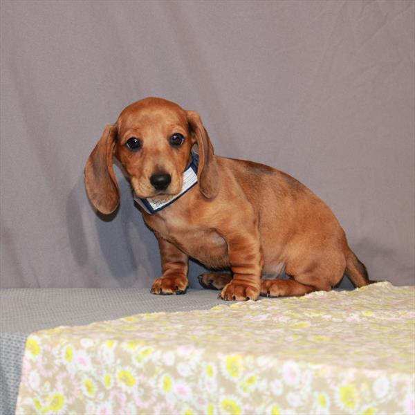 Dachshund-DOG-Male-Red-983-Petland Woodlands, TX
