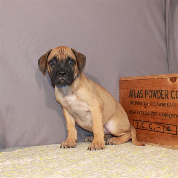 Bullmastiff-DOG-Female-Fawn-984-Petland Woodlands, TX