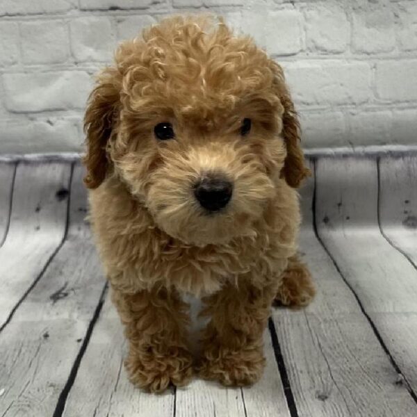 Goldendoodle-DOG-Male-Red-82-Petland Woodlands, TX