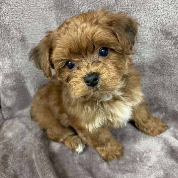 Yorkie-Poo-DOG-Male-Blonde-1023-Petland Woodlands, TX