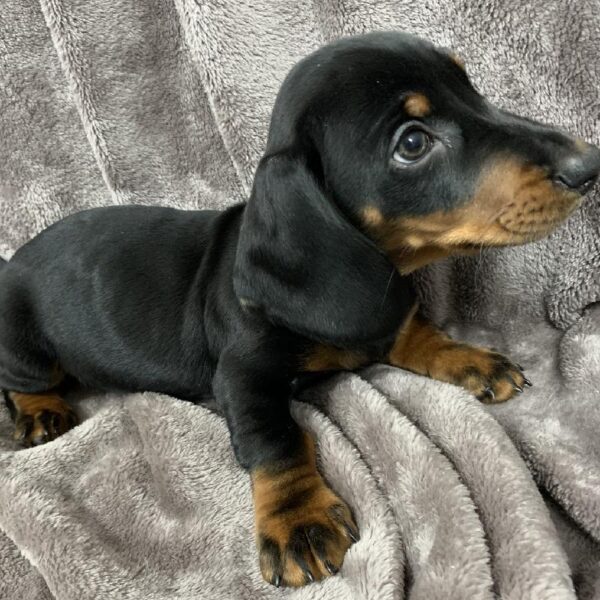 Dachshund-DOG-Male-blk/tan-1017-Petland Woodlands, TX