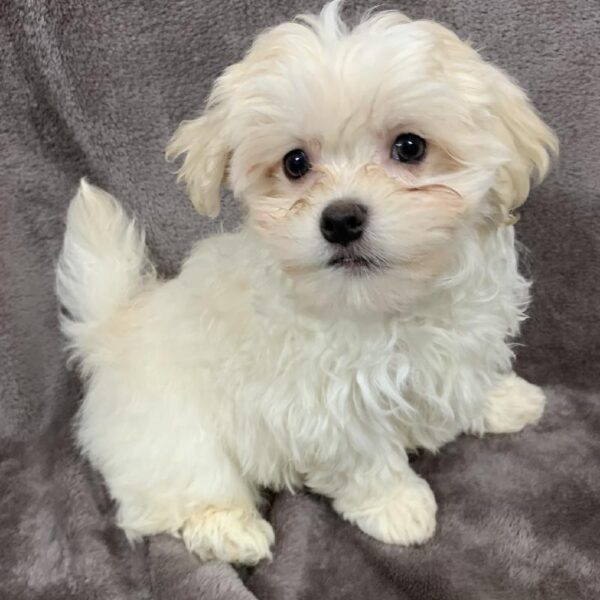 Maltese-Havanese-DOG-Male-cream-1012-Petland Woodlands, TX