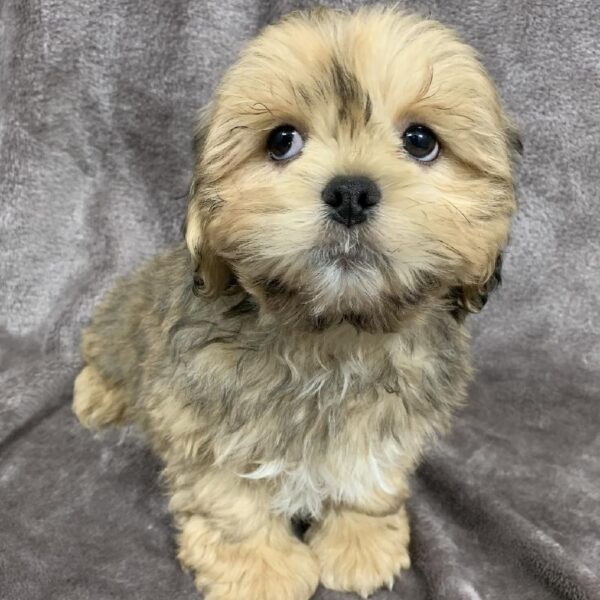 Lhasa Apso-DOG-Male-golden-1007-Petland Woodlands, TX